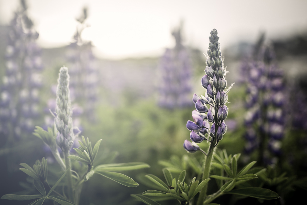 Purple Wildflowers Blooming